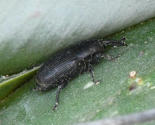 Scyphophorus acupunctatus